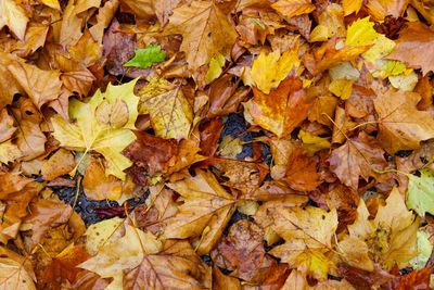 Full frame shot of autumn leaves