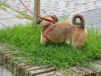 View of a dog on field