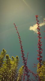 Low angle view of flowers