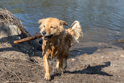 Portrait of dog on wet shore