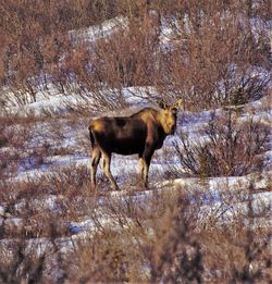 Horse on snow field during winter