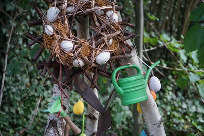 Close-up of eggs hanging on tree