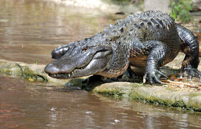 Close-up of crocodile in river