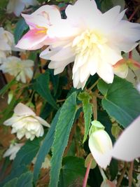 Close-up of pink flowers