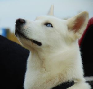 Close-up of dog sitting