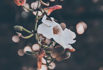 Close-up of white flowering plant