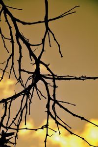 Low angle view of bare tree against sky at sunset