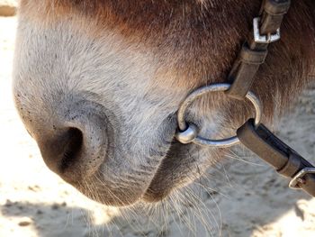 Close-up of horse face