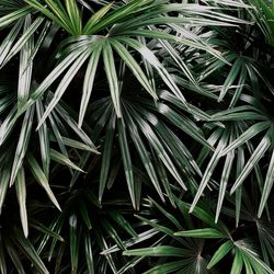 Full frame shot of palm leaf