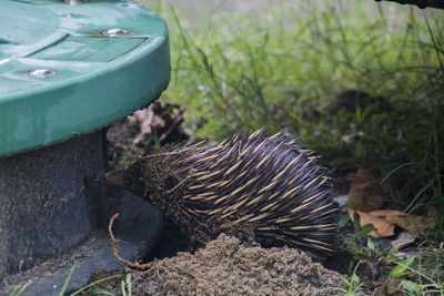 High angle view of echidna ina garden