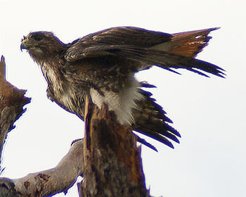 Low angle view of eagle perching on tree
