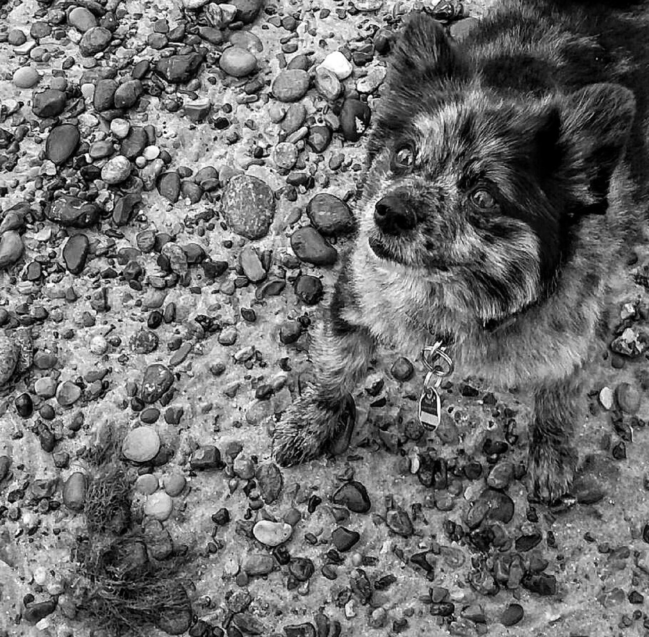 PORTRAIT OF DOG ON WET BEACH