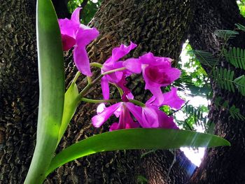 Close-up of pink flowers