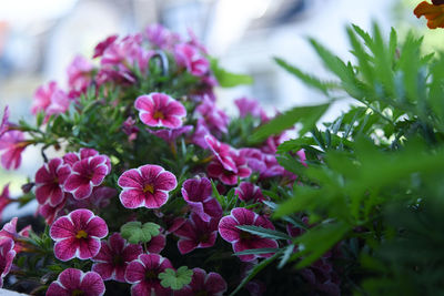 Close-up of pink flowering plants