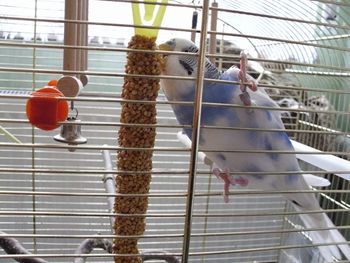 Low angle view of bird in cage