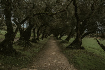 Empty dirt road amidst trees