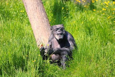 Monkey sitting on grass