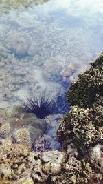 Close-up of turtle in sea