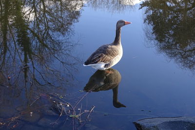 Grey lag goose in the pond