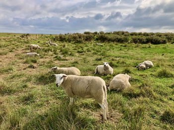 View of sheep on field