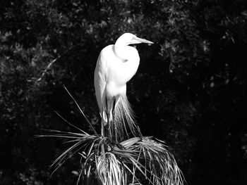 Close-up of a bird