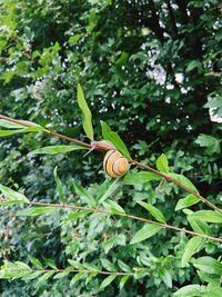 Close-up of snail on plant