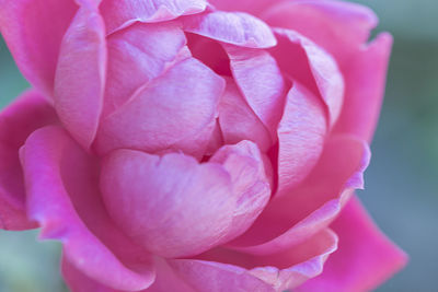 Close-up of pink flower