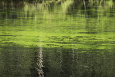 Full frame shot of lake with rain