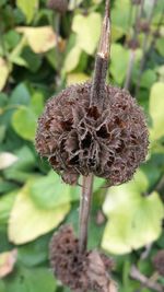 Close-up of plant against blurred background