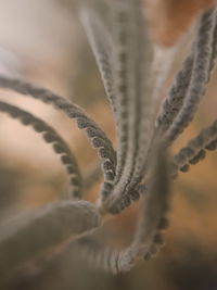 Macro shot of plant