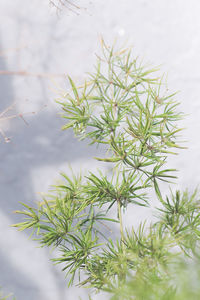 Close-up of fresh green plant against snow