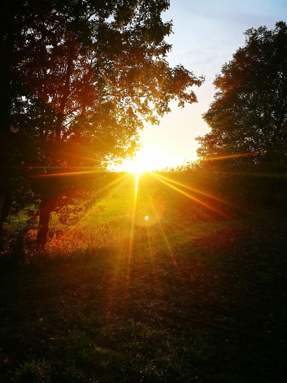 sunbeam, sunset, sun, tree, nature, sunlight, tranquility, tranquil scene, scenics, lens flare, bright, beauty in nature, no people, growth, forest, landscape, outdoors, sky, silhouette, grass, day