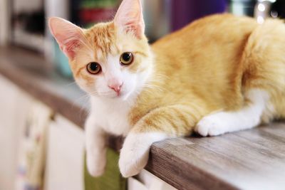 Portrait of ginger cat