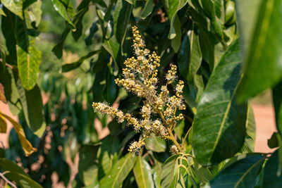 Close-up of flowering plant