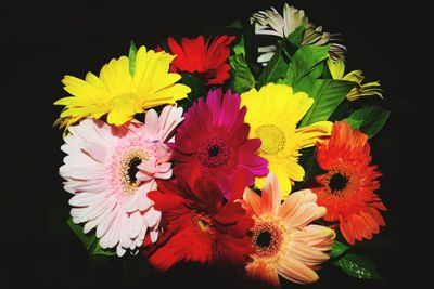 Close-up of flowering plant against black background