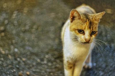 Portrait of ginger cat