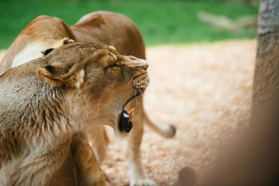 Lioness yawning in zoo