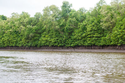 Scenic view of lake in forest