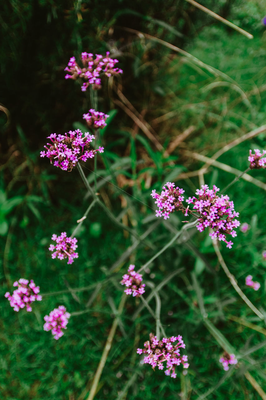 plant, flower, flowering plant, beauty in nature, nature, freshness, close-up, yarrow, no people, herb, plant part, pink, botany, fragility, focus on foreground, growth, day, medicine, green, food and drink, outdoors, food, outdoor pursuit, leaf, animal wildlife, summer, pattern, nature reserve, flower head, alternative medicine, purple, land, wildflower, inflorescence, non-urban scene, healthcare and medicine, multi colored, blossom, sunlight, garden, vegetable, petal