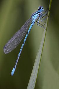 Close-up of misty damselfly on a grass 