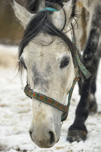 Close-up of a horse