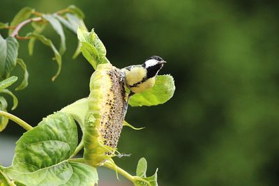 Close-up of insect on leaf