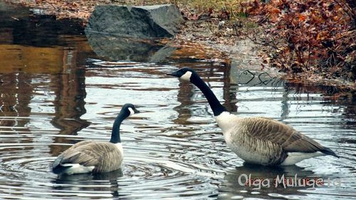 Birds in calm lake