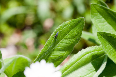 Close-up of green leaves on plant