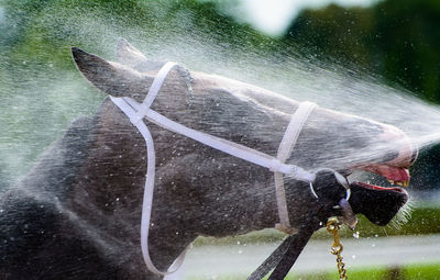 Reflection of man on horse in water