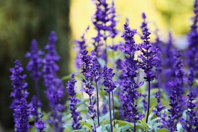 Close-up of purple flowering plants on field