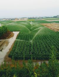 Scenic view of agricultural field against sky