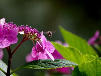 Close-up of bee on purple flower