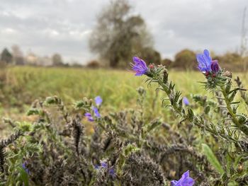 Close-up of purple flowering plants on field