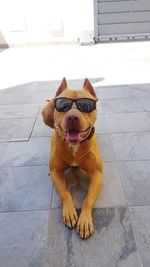 Dog wearing sunglasses relaxing on footpath